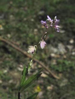 Polygala_serpyllifolia_SWHaenge_Kyffhaeuser040610_ja04.jpg