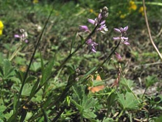 Polygala_serpyllifolia_SWHaenge_Kyffhaeuser040610_ja10.jpg