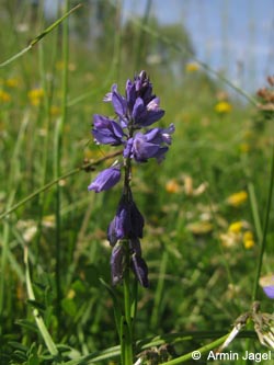 Polygala_vulgaris_SWD2009_ja06.jpg