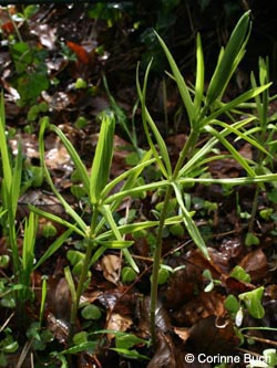 Polygonatum_verticillatum_Oberhagen2012_CB01.jpg