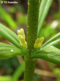 Polygonatum_verticillatum_Warstein_210412_TK04.jpg