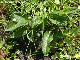Polygonum_bistorta_BOEhrenfeldWiesental180410_Hae.jpg