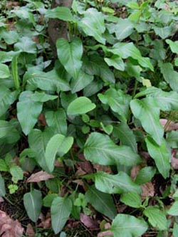 Polygonum_bistorta_BOWeitmarSchlosspark140510_ja03.jpg