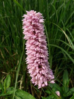 Polygonum_bistorta_BZW270506_ja02.jpg