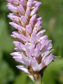 Polygonum_bistorta_Gruga_ja04.jpg