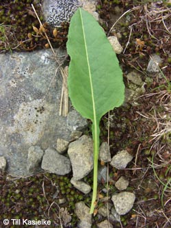 Polygonum_bistorta_Vogesen_210509_TK01.jpg