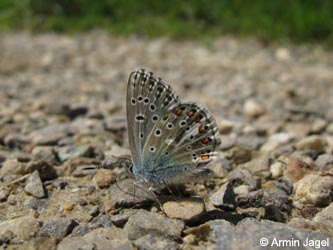Polyommatus_icarus_SWD2009_ja51.jpg