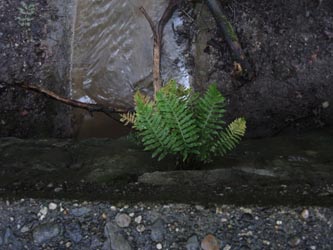 Polypodium_interjectum_NSGTippelsberg_260814_ja01.jpg