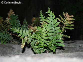 Polypodium_vulgare_agg_Geotag2011_9188CB.jpg