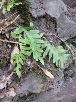 Polypodium_vulgare_agg_HagenFarne_130713_ja42.jpg