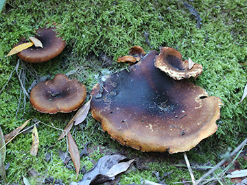 Polyporus_badius_BO_BergerTal_141018_CB01.jpg