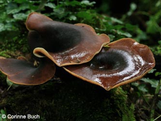 Polyporus_badius_BoevinghauserBachtal141012_CB28.jpg