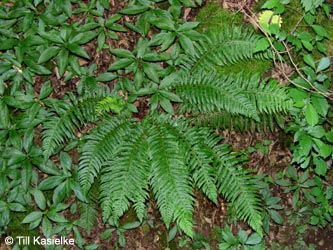 Polystichum_aculeatum_Moosberg_090612_TK73.jpg