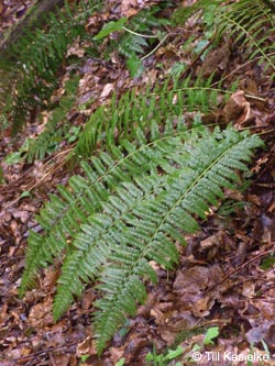 Polystichum_aculeatum_Warstein_210412_TK03.jpg