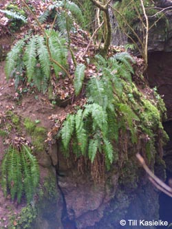 Polystichum_aculeatum_Warstein_210412_TK04.jpg