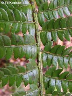 Polystichum_aculeatum_Warstein_210412_TK11.jpg