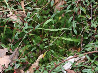 Polytrichum_formosum_BO-RUB-Kryptogamen_140112_CB13.jpg