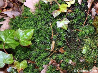 Polytrichum_formosum_RuhrUniBochum090124_CB13.jpg