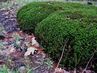 Polytrichum_juniperinum_RUB250114_ja15.jpg