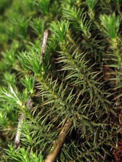Polytrichum_juniperinum_RUB250114_ja16.jpg