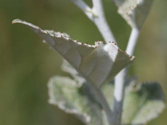 Populus_alba_KMerkenichRhein_CB02.jpg