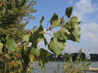 Populus_nigra_DURheinhausen_130914_ja04.jpg