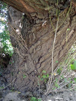 Populus_nigra_DURheinhausen_130914_ja05.jpg