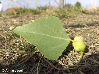 Populus_nigra_Pemphigus_spirothecae_Elbe2008_3_ja37.jpg