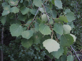 Populus_tremula_HATHenrichshuette130915_ja01.jpg