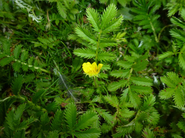 Potentilla_anserina_BOLaer_UemmingerSee_ho01.jpg