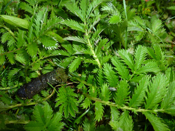 Potentilla_anserina_BOLaer_UemmingerSee_ho02.jpg