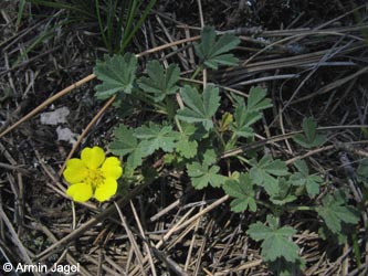 Potentilla_arenaria_SWHaenge_Kyffhaeuser040610_ja02.jpg