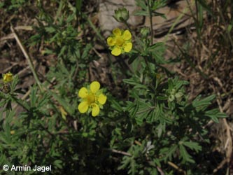 Potentilla_argentea_Eifel2012_Hatzenport090612_ja02.jpg