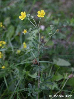 Potentilla_argentea_Elbe2008_5_CB09.jpg