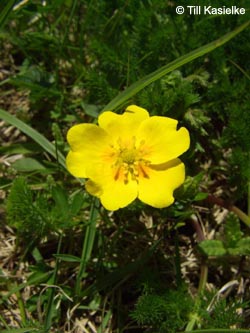 Potentilla_aurea_SWD2009_TK185.jpg