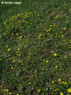 Potentilla_neumanniana_BrilonerHochflaeche260409_ja03.jpg