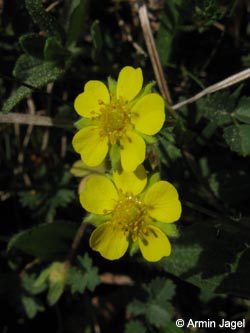Potentilla_neumanniana_BrilonerHochflaeche260409_ja42.jpg