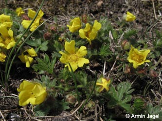 Potentilla_neumanniana_Warstein_210412_ja09.jpg