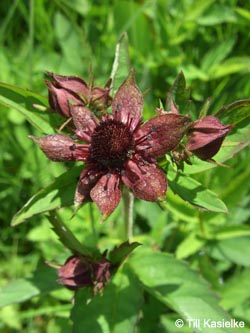 Potentilla_palustris_Moosberg_090612_TK20.jpg