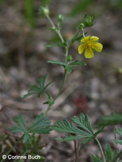 Potentilla_rhenana_Eifel2012_Hatzenport090612_CB02.jpg