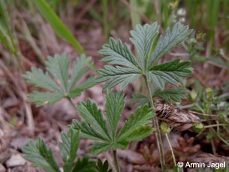 Potentilla_rhenana_Eifel2012_Hatzenport090612_ja02.jpg