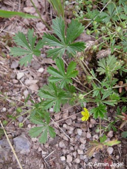 Potentilla_rhenana_Eifel2012_Hatzenport090612_ja07.jpg