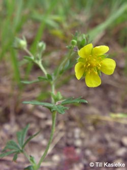 Potentilla_rhenana_Hatzenport_100612_TK31.jpg