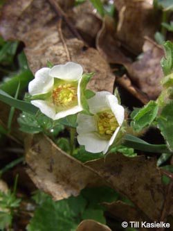 Potentilla_sterilis_%20Warstein_210412_TK01.jpg