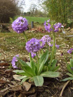 Primula_denticulata_150308_ja01.jpg