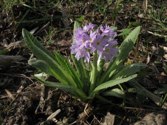 Primula_denticulata_190314_ja02.jpg