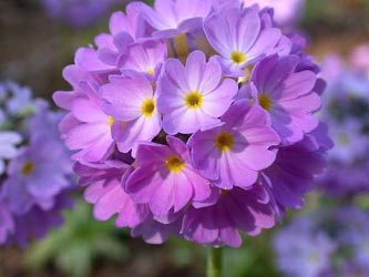 Primula_denticulata_ho01.jpg