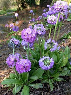 Primula_denticulata_ho02.jpg