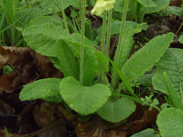 Primula_elatior_140406_ja01.jpg