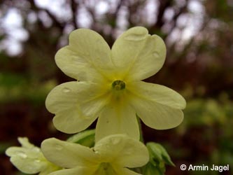 Primula_elatior_BGD140406_ja05.jpg